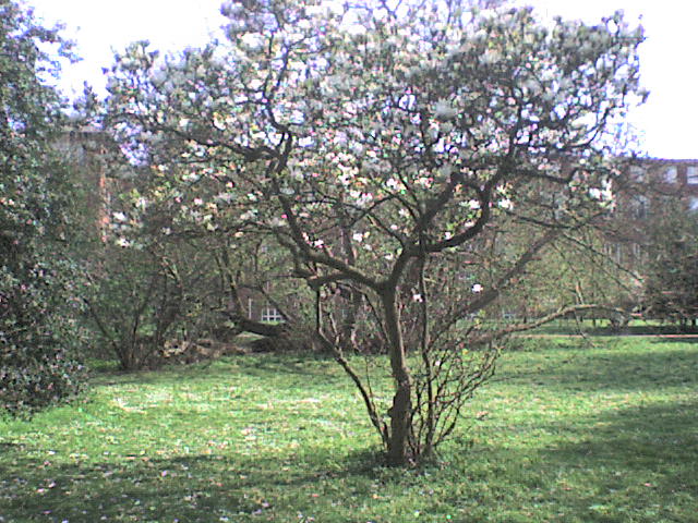 magnolia tree. under the magnolia tree,